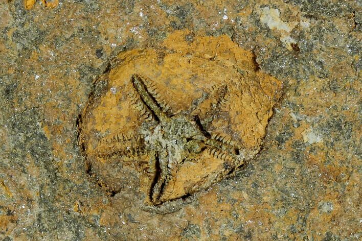 Fossil Ordovician Edrioasteroids - Morocco #115014